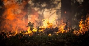 Read more about the article Pros and Cons of Forest fires