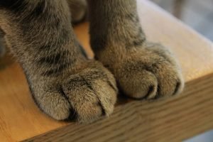 Read more about the article Pros and Cons of Declawing Cats