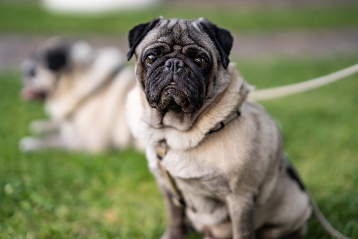 Pros and Cons of Pugs