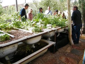 Read more about the article Pros and cons of Aquaponics