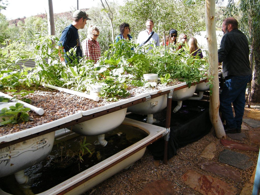 You are currently viewing Pros and cons of Aquaponics