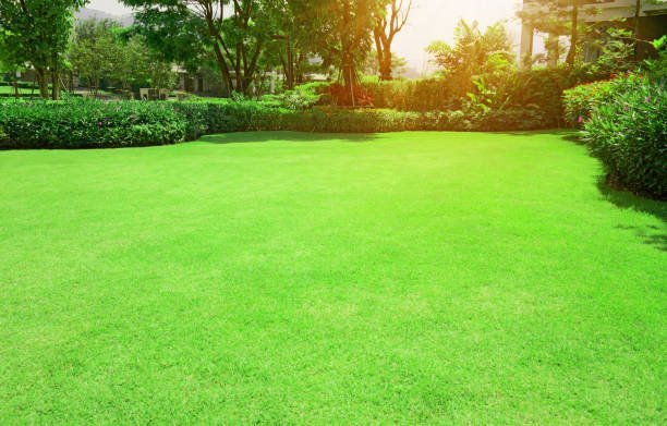 You are currently viewing Pros and Cons of Zoysia Grass