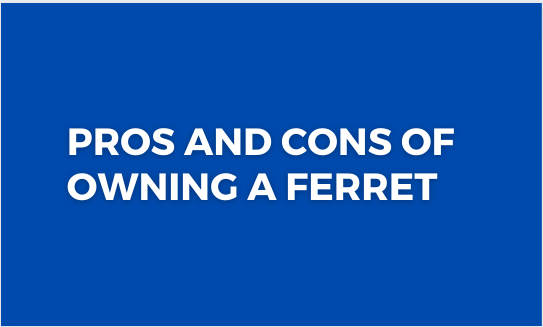 Pros and Cons of Owning a Ferret